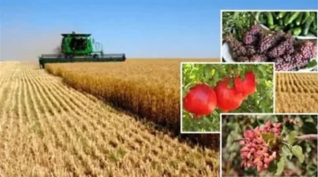 تأثير طقس أول أيام عيد الفطر 2026 على المحاصيل الزراعية المحلية